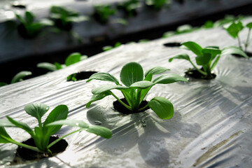 Sustainable agriculture concept showing rows of green vegetable sprouts growing in a modern indoor farm or greenhouse