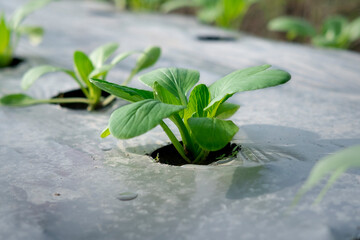 Young green vegetable seedlings sprouting through agricultural plastic mulch film in a sunlit modern farm field