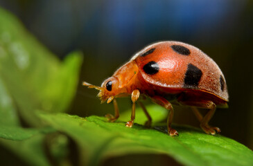 Vibrant orange ladybug exploring the surface of a lush green leaf in a natural garden setting, a tiny world in macro detail