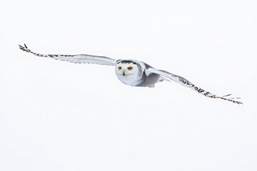 Fototapeta premium Majestic snowy owl takes flight its wings spread wide capturing wilderness spirit