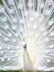 Fototapeta premium Stunning white peacock displays magnificent plumage in full radiant display