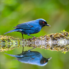 Masked Flowerpiercer perched with reflection
