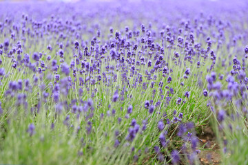 Naklejka premium Vibrant Purple Lavender Field in Furano, Hokkaido, Japan