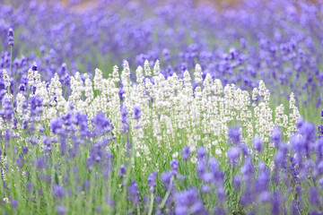 Naklejka premium Lavender Harmony: Purple and White Blooms in a Hokkaido Flower Field