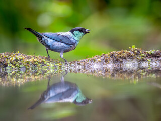 Male Black-capped Tanager perched with reflection