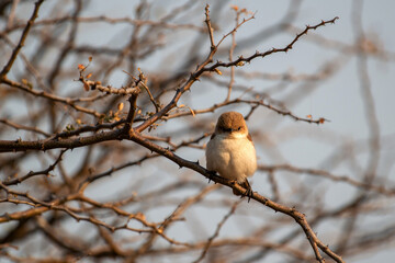Petit passereau perché sur une branche