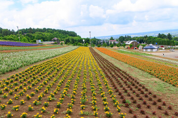 Scenic flower fields with vibrant rows of different colors, Furano, Hokkaido, Japan