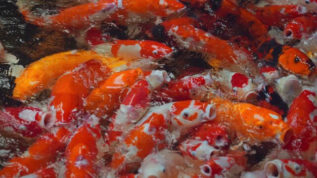 Close-up of colorful koi fish swimming and feeding in clear water pond, creating ripples and reflections in slow motion, vibrant aquatic wildlife and ornamental carp beauty in nature