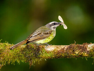 Golden-crowned Flycatcher caught moss