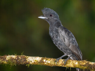 Long-wattled Umbrellabird on Mossy Branch