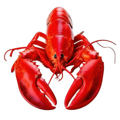  Lobster whole cooked, isolated on white and transparent background