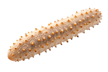 Complete sea cucumber showing natural spikes and golden coloring, isolated on a transparent background
