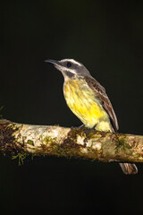 Golden-crowned Flycatcher perched on mossy branch