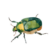 Fototapeta premium Detailed Watercolor Illustration of a Green and Yellow Beetle Insect