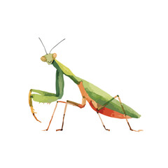 Stylized Watercolor Illustration of a Praying Mantis in Profile