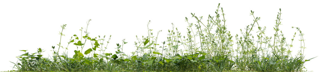 Lush green forest in the rainy season with various types of plants with isolated on transparent background - PNG file, 3D rendering for create and design or etc