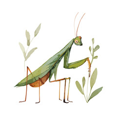 Watercolor Illustration of a Mantis Among Delicate Leaves