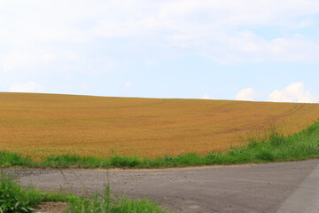 Rural Farm Landscape with Golden Wheat Field in Hokkaido, Japan