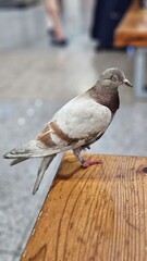 pigeon sitting on the wood
