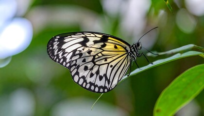 Fototapeta premium Close-up of a black, white, and yellow butterfly perched on a green leaf