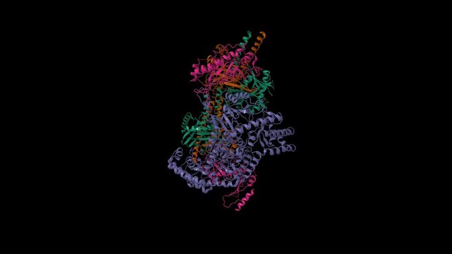 Cryo-EM structure of the human BRISC-SHMT2 complex. Animated 3D cartoon and molecular surface models, entity id color scheme, pdb 6r8f, black background