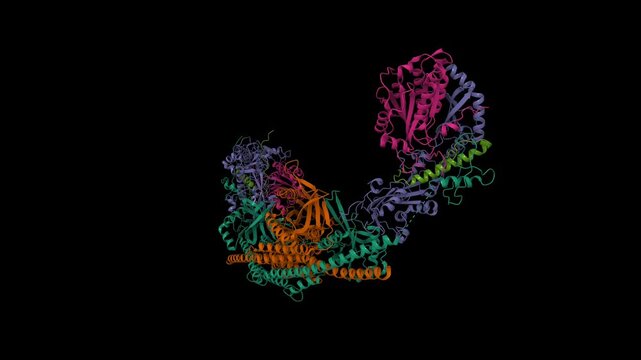 Crystal structure of the BRCA1-A complex. Animated 3D cartoon and molecular surface models, entity id color scheme, pdb 6gvw, black background