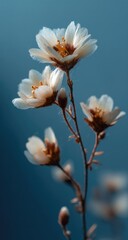 Close-up of delicate white flowers against a soft teal background