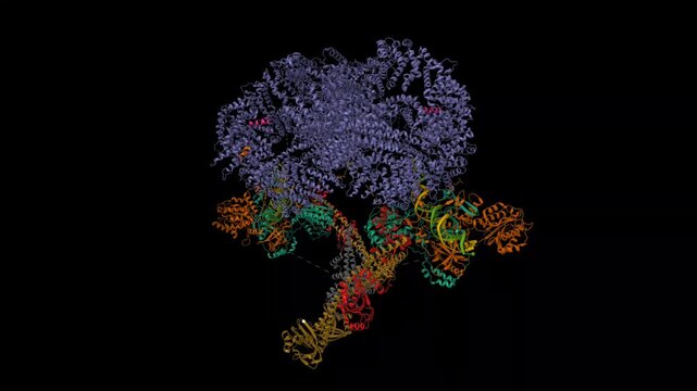 Cryo-EM structure of the conserved error-prone non-homologous end joining (NHEJ) long-range synaptic complex. Animated 3D cartoon and molecular surface models, entity id color scheme, pdb 7lt3