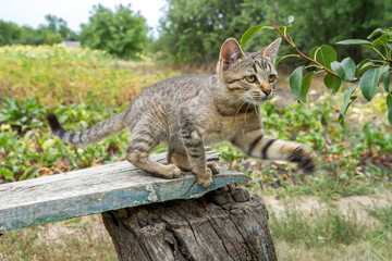 Obraz premium Young gray cat playing in the garden. Cat in motion before jumping