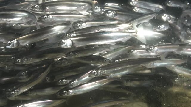 Capelin displaying spawning behaviour in the shallow waters of the Newfoundland coast in Canada.