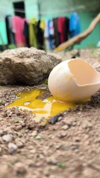 the egg broke, fell on the ground