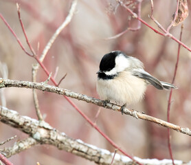 Black-capped Chickadee in a forest in winter