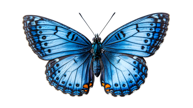 Stunning close-up portrait of a blue sitting butterfly isolated on a transparent background - Powered by Adobe