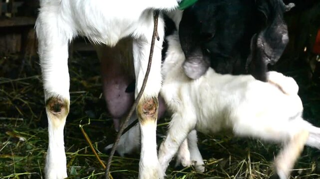 Two little goatlings, suckling goat drinking milk from its mother's teat, it is nursing from its dam. Hungry baby goat kid approaching full udder of mother nanny goat.