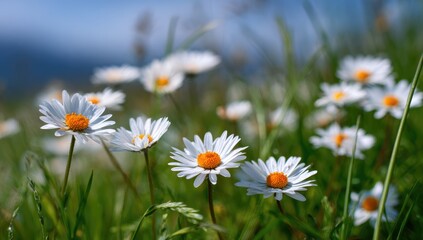 Close-up of daisies in a grassy field on a sunny day