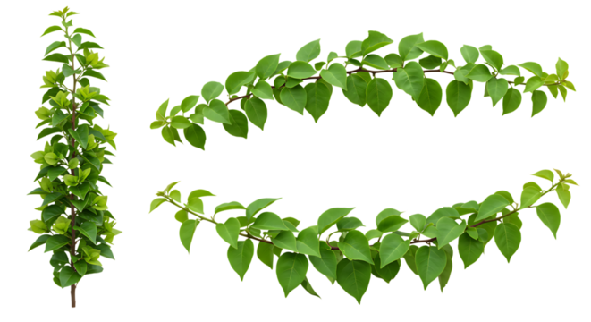Realistic Bougainvillea, lush green leaves with natural texture, isolated on white background. Shown in different arrangements (single strand, small cluster, curved shape, diagonal line). High resolut