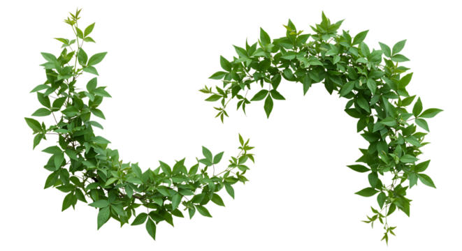 Realistic Clematis, lush green leaves with natural texture, isolated on white background. Shown in different arrangements (single strand, small cluster, curved shape, diagonal line). High resolution, 