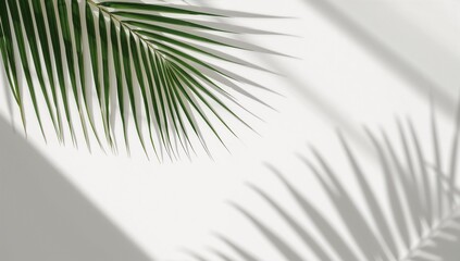 Fototapeta premium Two tropical palm leaves cast intricate shadows on a clean, bright white background, creating a serene and airy aesthetic.