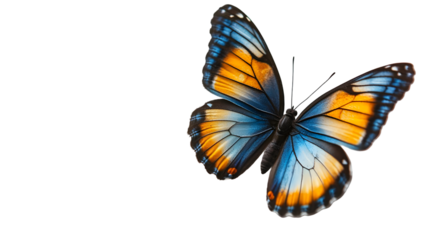 very beautiful blue orange butterfly in flight isolated on a transparent background