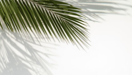 Obraz premium A vibrant palm leaf casts delicate shadows against a bright white backdrop, creating a tranquil and serene visual composition.