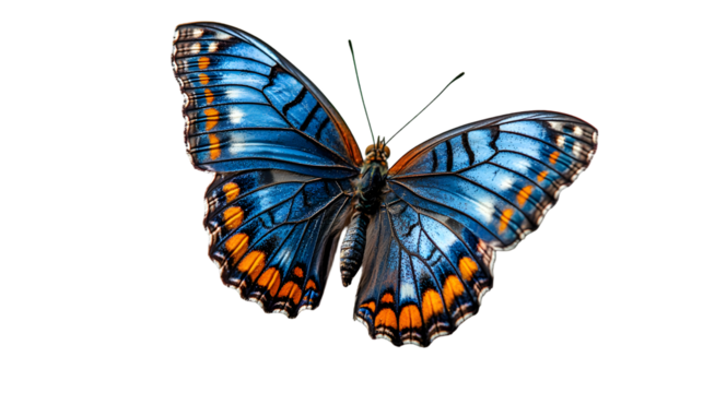 very beautiful blue orange butterfly in flight isolated on a transparent background