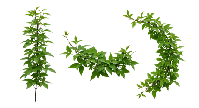 Realistic Clematis, lush green leaves with natural texture, isolated on white background. Shown in different arrangements (single strand, small cluster, curved shape, diagonal line). High resolution, 