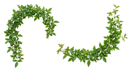 Realistic Clematis, lush green leaves with natural texture, isolated on white background. Shown in different arrangements (single strand, small cluster, curved shape, diagonal line). High resolution, 