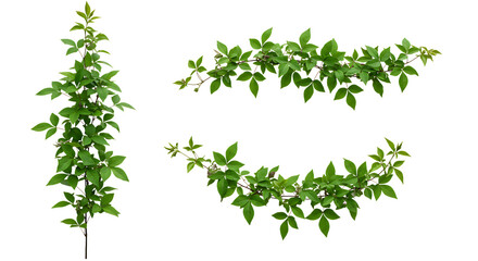 Obraz premium Realistic Clematis, lush green leaves with natural texture, isolated on white background. Shown in different arrangements (single strand, small cluster, curved shape, diagonal line). High resolution, 