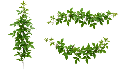 Realistic Clematis, lush green leaves with natural texture, isolated on white background. Shown in different arrangements (single strand, small cluster, curved shape, diagonal line). High resolution, 