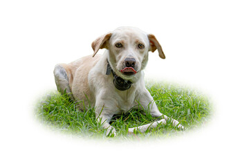 Labrador Retriever lying on green grass with tongue out, wearing a collar.