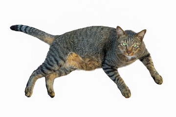 Dragon Li Cat with striking green eyes resting on white background