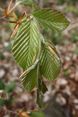 green leaves on a tree
