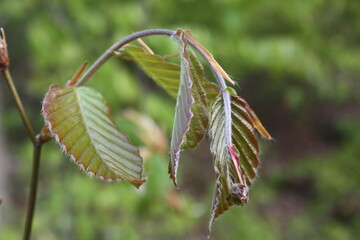 close up of a plant
