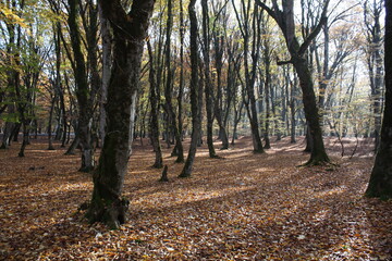 Fototapeta premium autumn in the forest
